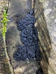 Exidia nigricans