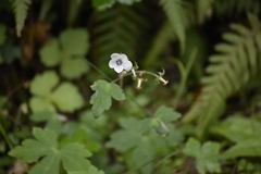 Geranium wislizeni