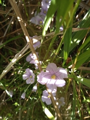 Nierembergia linariifolia