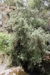 Phylica paniculata