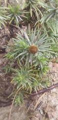 Helichrysum herbaceum
