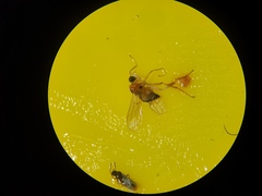 Elaphropeza ephippiata