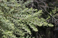 Phylica paniculata
