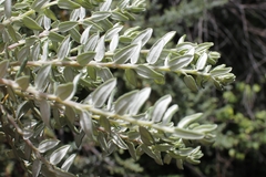 Phylica paniculata
