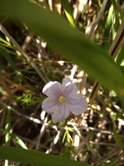Nierembergia linariifolia