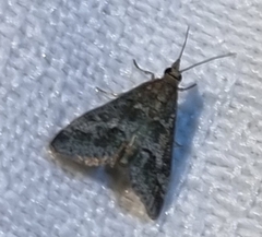 Achyra affinitalis