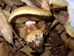 Cortinarius cedretorum
