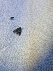 Achyra affinitalis
