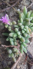 Delosperma pilosulum