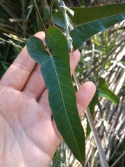 Araujia megapotamica