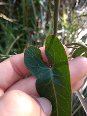 Araujia megapotamica