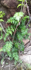 Rubus ludwigii