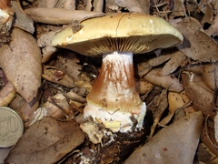 Cortinarius cedretorum