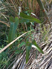 Araujia megapotamica