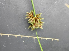Cyperus marginatus