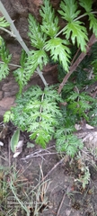 Rubus ludwigii