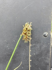 Cyperus marginatus