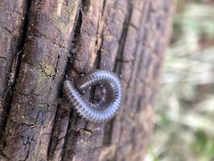 Ommatoiulus moreleti