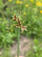 Cyperus marginatus