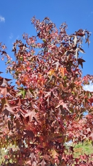 Liquidambar