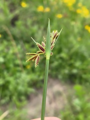 Cyperus marginatus