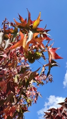 Liquidambar