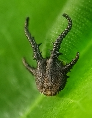 Polyura hebe