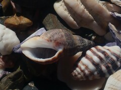 Agnewia tritoniformis