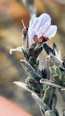 Lobostemon fruticosus