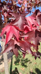 Liquidambar