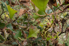 Grevillea dryophylla