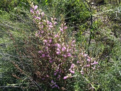 Lamourouxia dasyantha