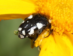 Mausoleopsis amabilis