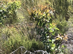 Eucalyptus cladocalyx