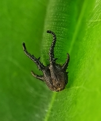 Polyura hebe