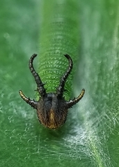 Polyura hebe