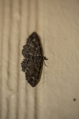 Pasiphilodes testulata