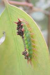 Doratifera oxleyi