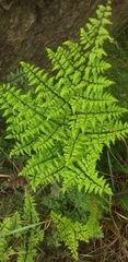 Cheilanthes viridis
