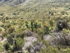 Eucalyptus cladocalyx