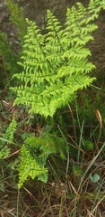 Cheilanthes viridis