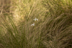 Caladenia catenata