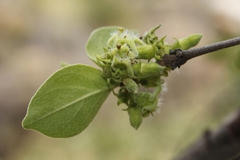 Vangueria parvifolia