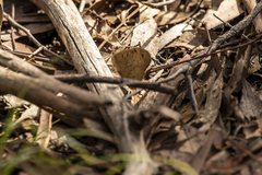 Heteronympha merope