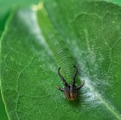 Polyura hebe