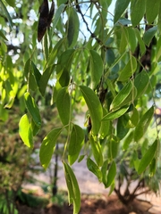 Bolusanthus speciosus