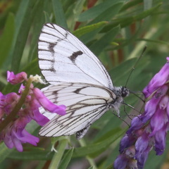 Aporia leucodice