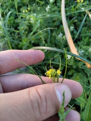 Brassicaceae