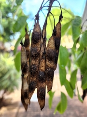 Bolusanthus speciosus