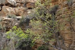 Vangueria parvifolia
